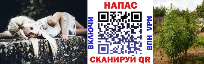 Бошки Шишки план  Красноармейск 